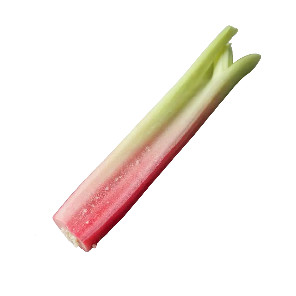 ریواس