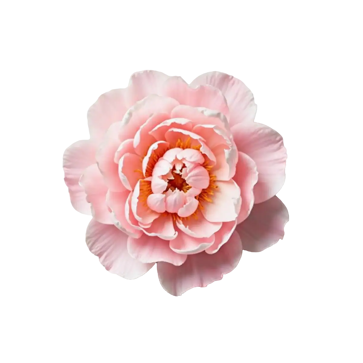 گل صد تومانی (پیونی)