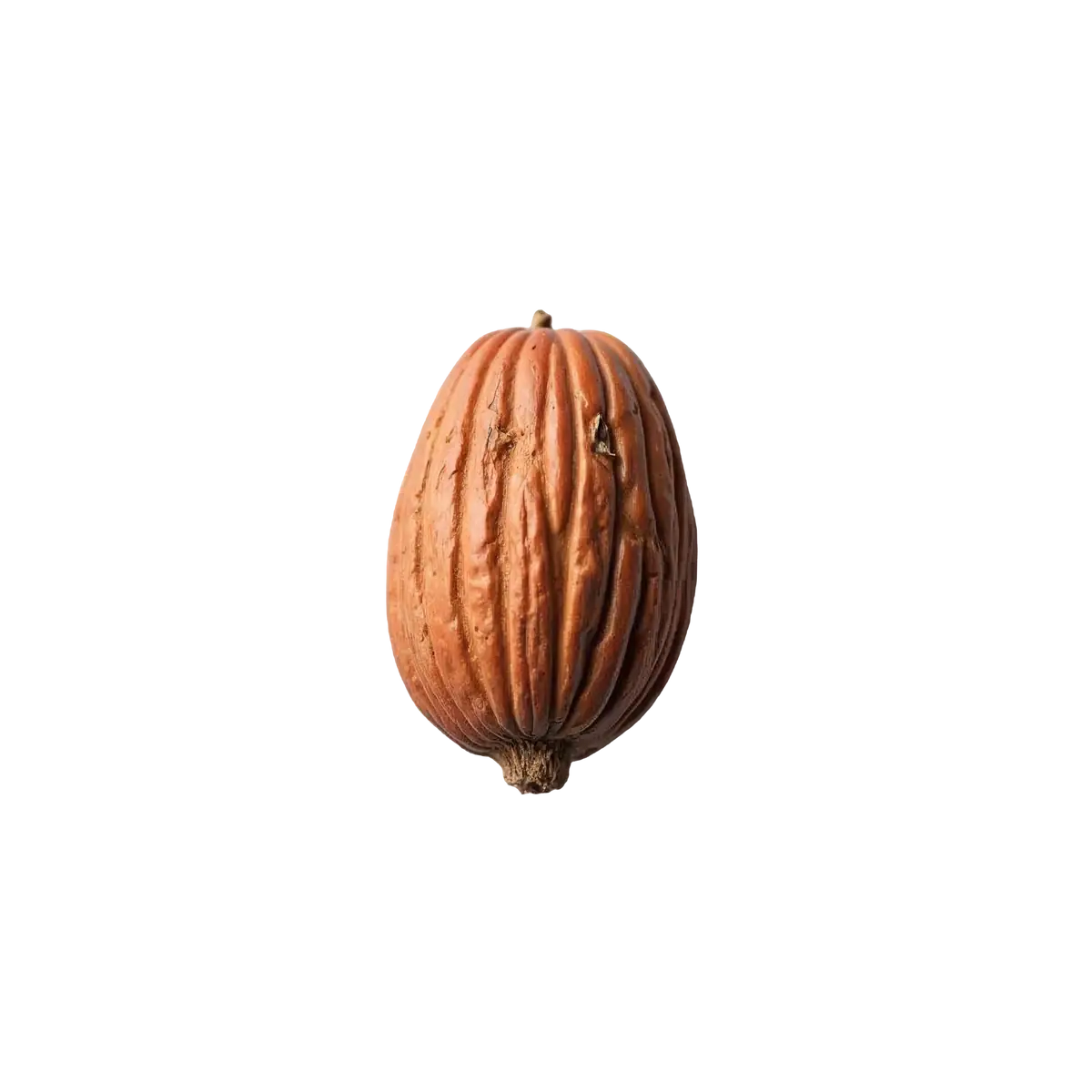 جوز هندی