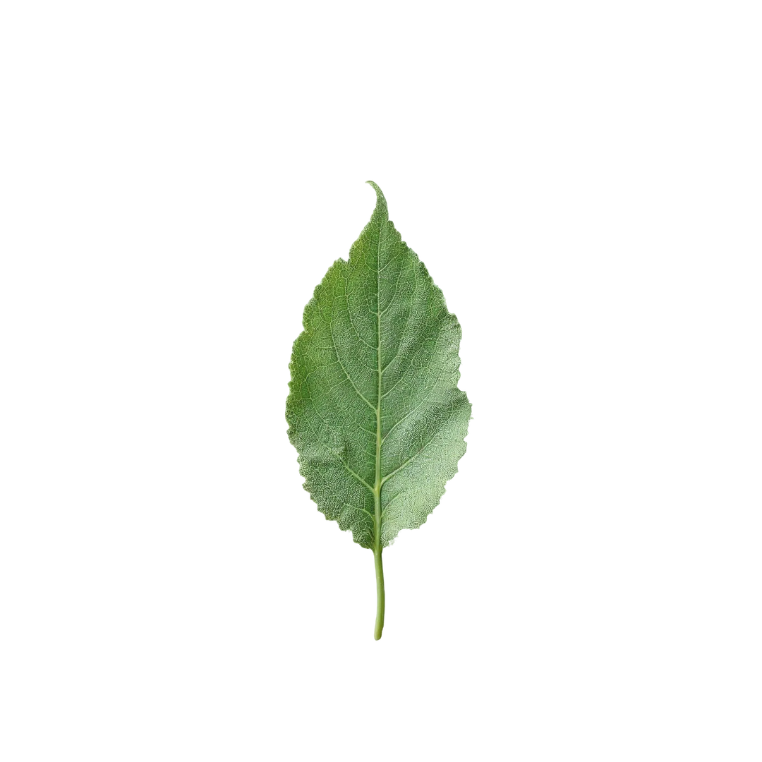 مریم گلی اسکلاریا (کلاری سیج)