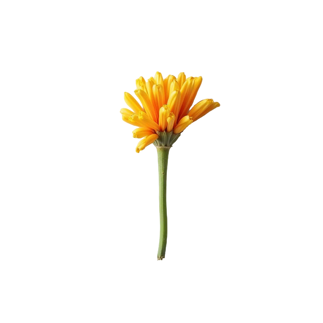گل داوانا