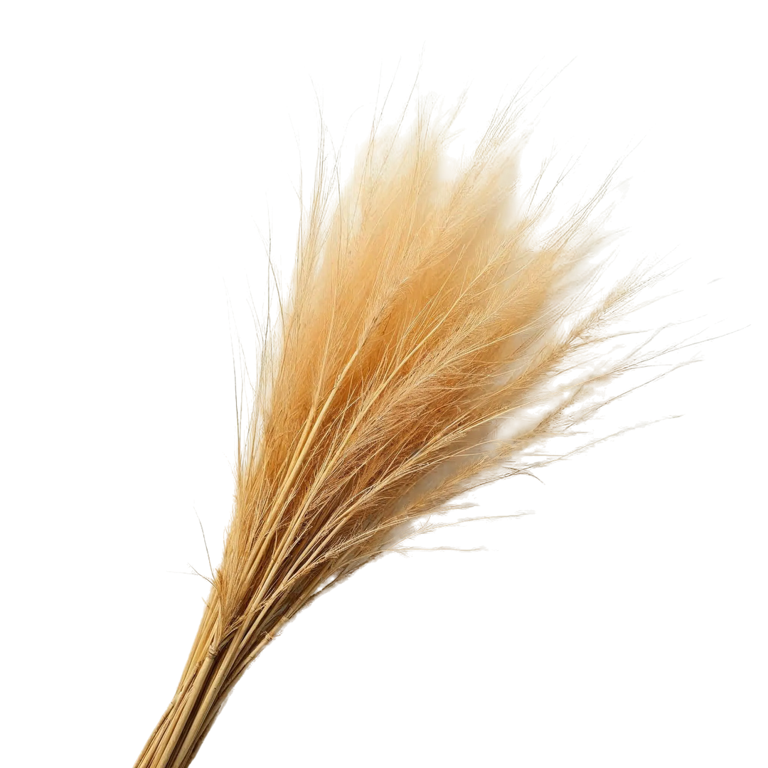 خس‌خس (وتیور) هائیتی